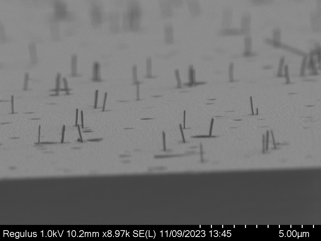Crossection_Polymer nanowire film
